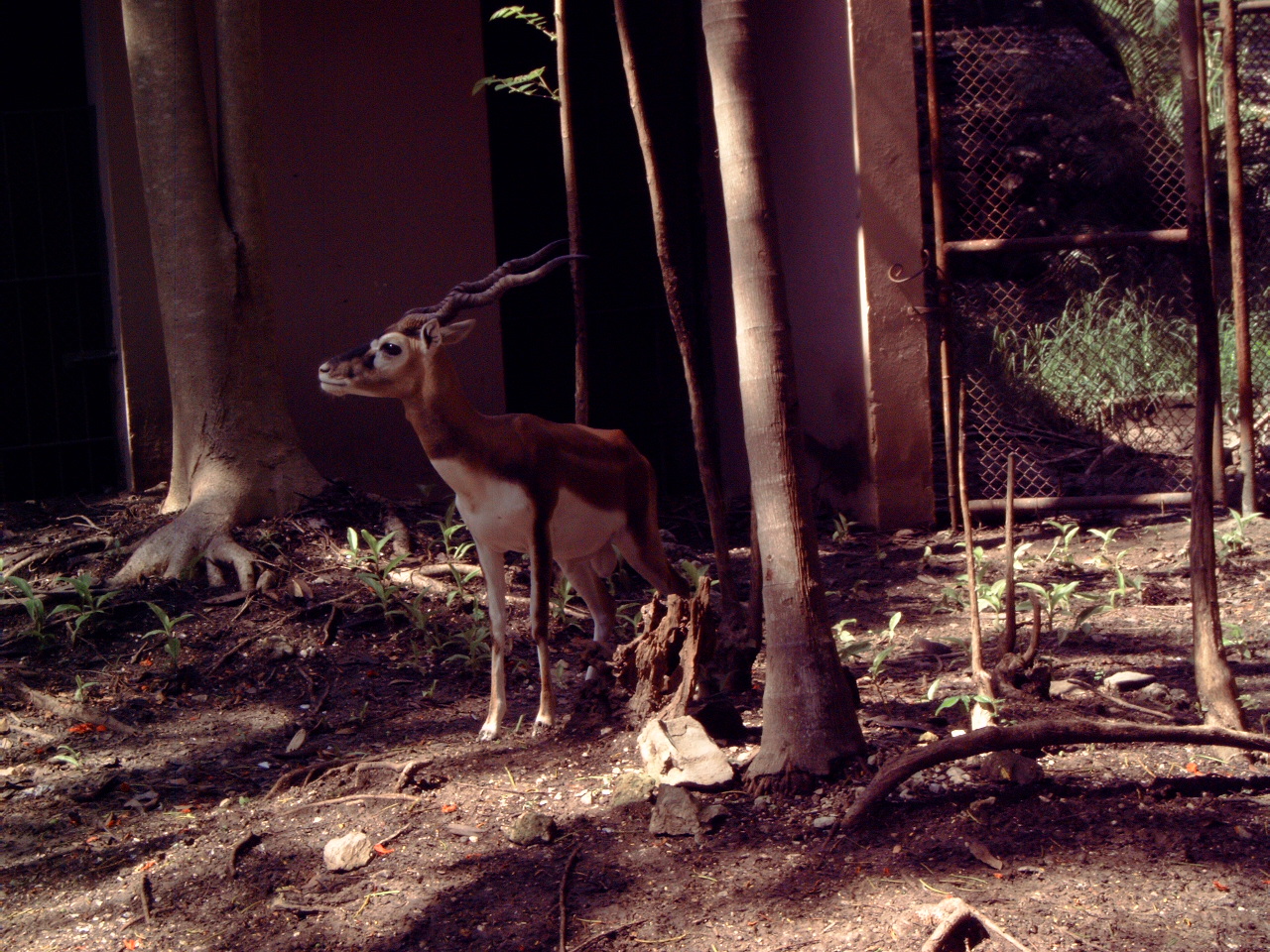Male Blackbuck (Antilope cervicapra)