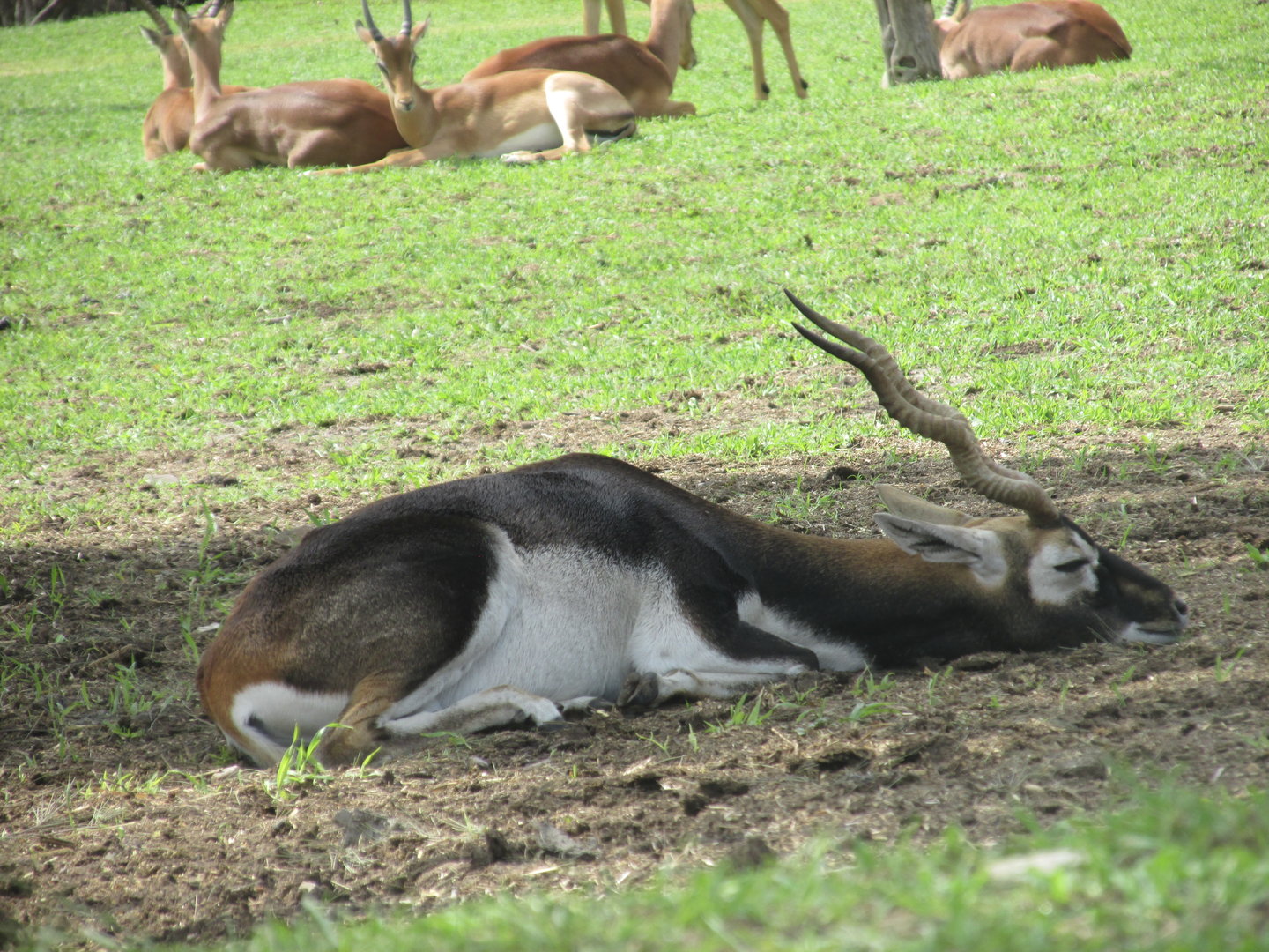 male blackbuck at africam safari