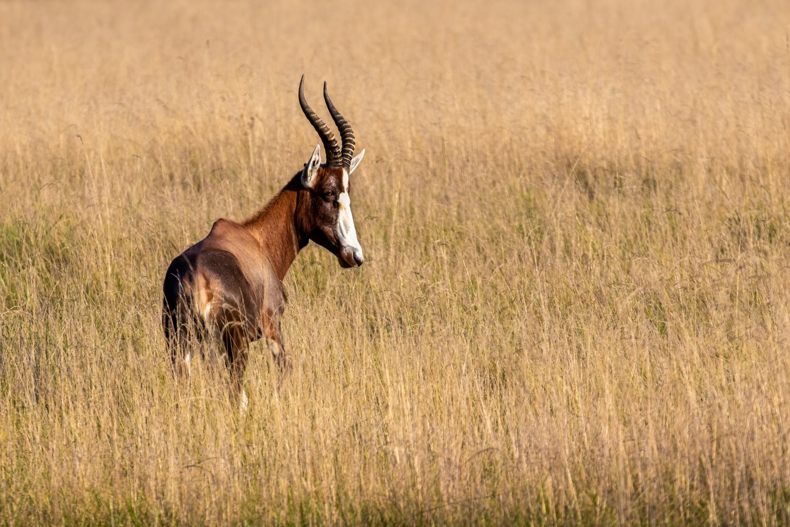 Male Blesbok / Watatunga / 1-9-20