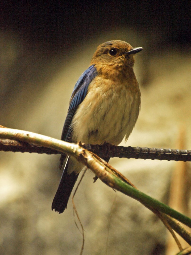 Male blue and white flycatcher