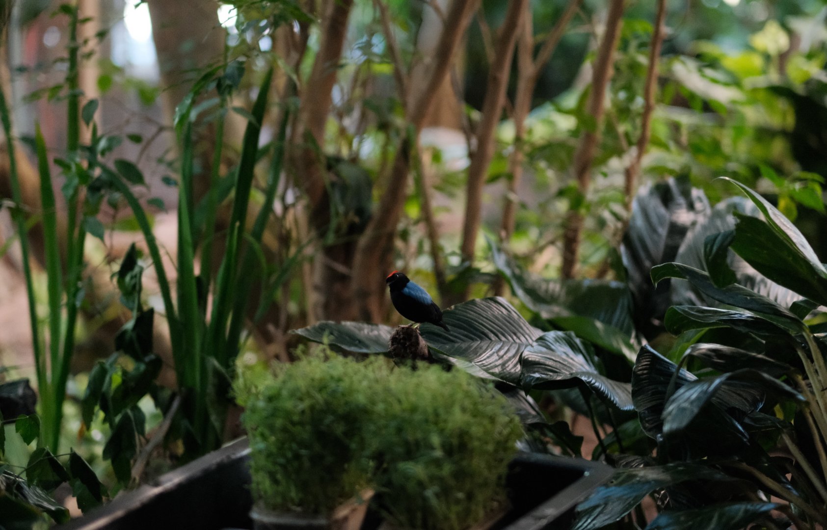 Male Blue-backed Manakin (Chiroxiphia pareola)