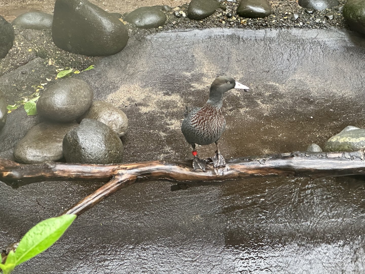 Male Blue duck (Hymenolaimus malacorhynchos)