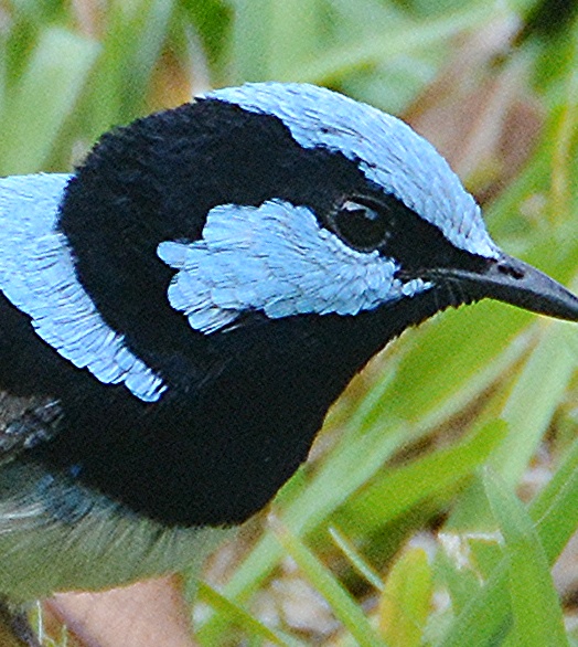 Male blue fairy-wren