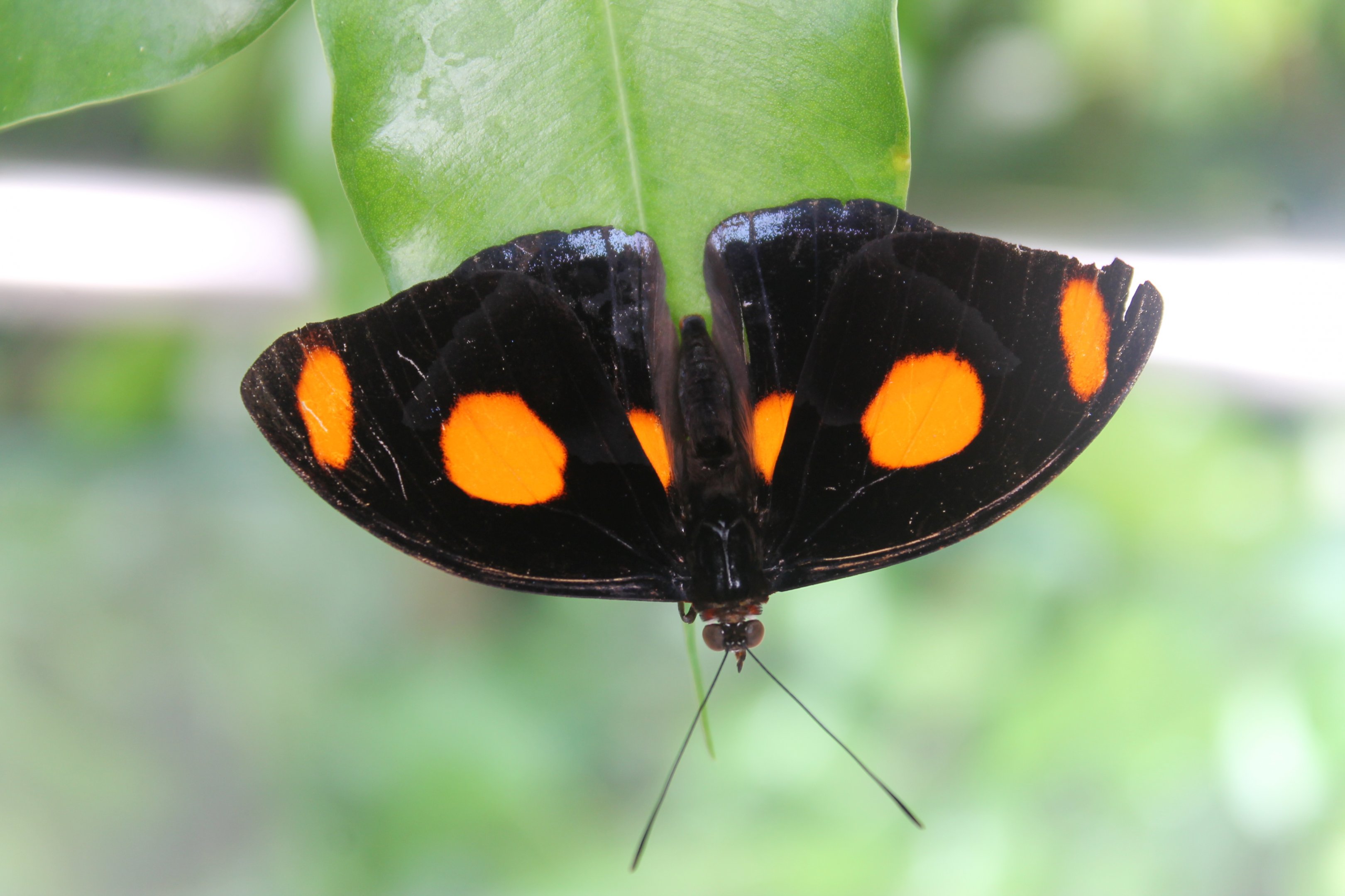 male Blue-frosted Banner (Catonephele numilia)