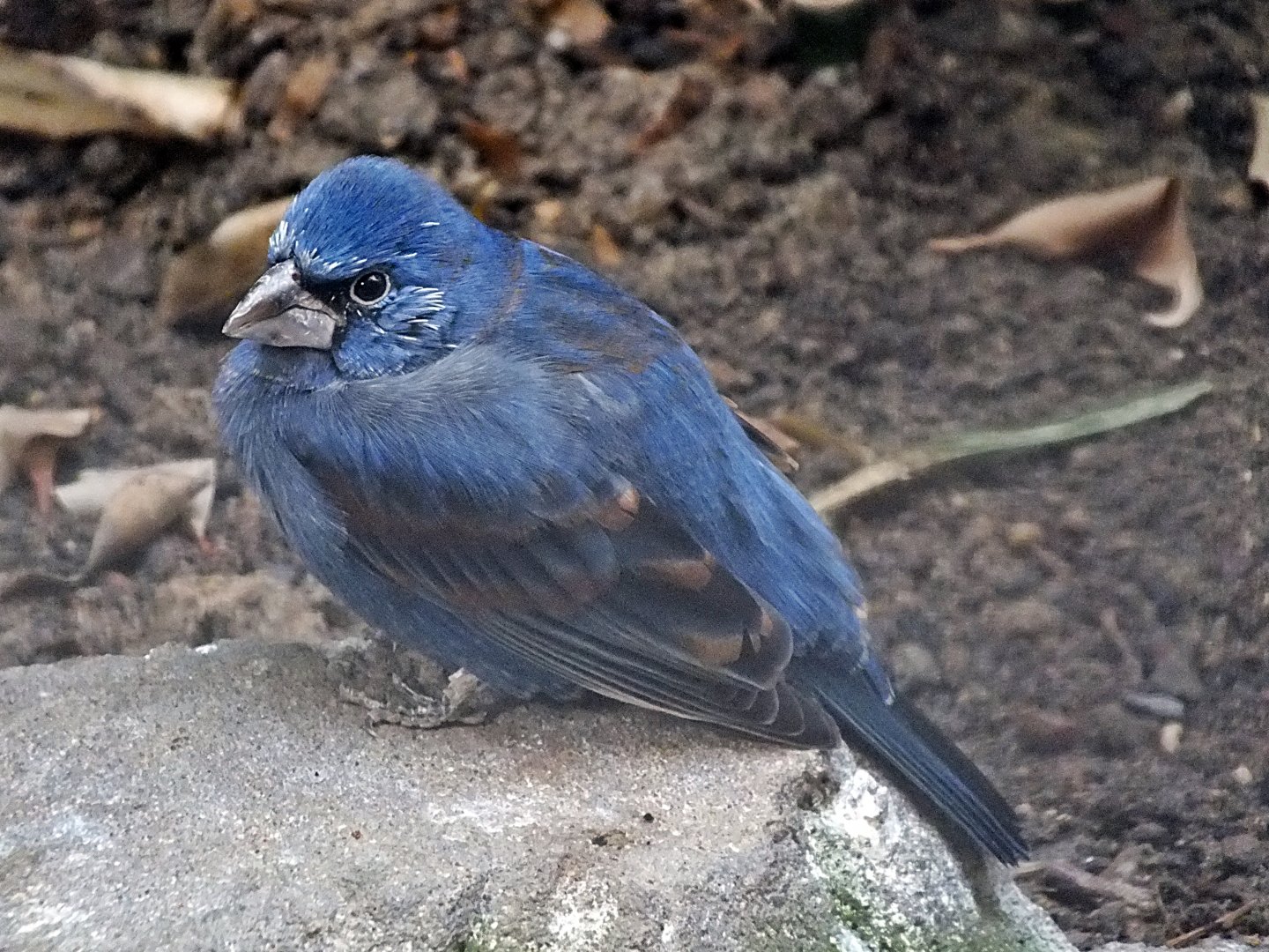 Male blue grosbeak