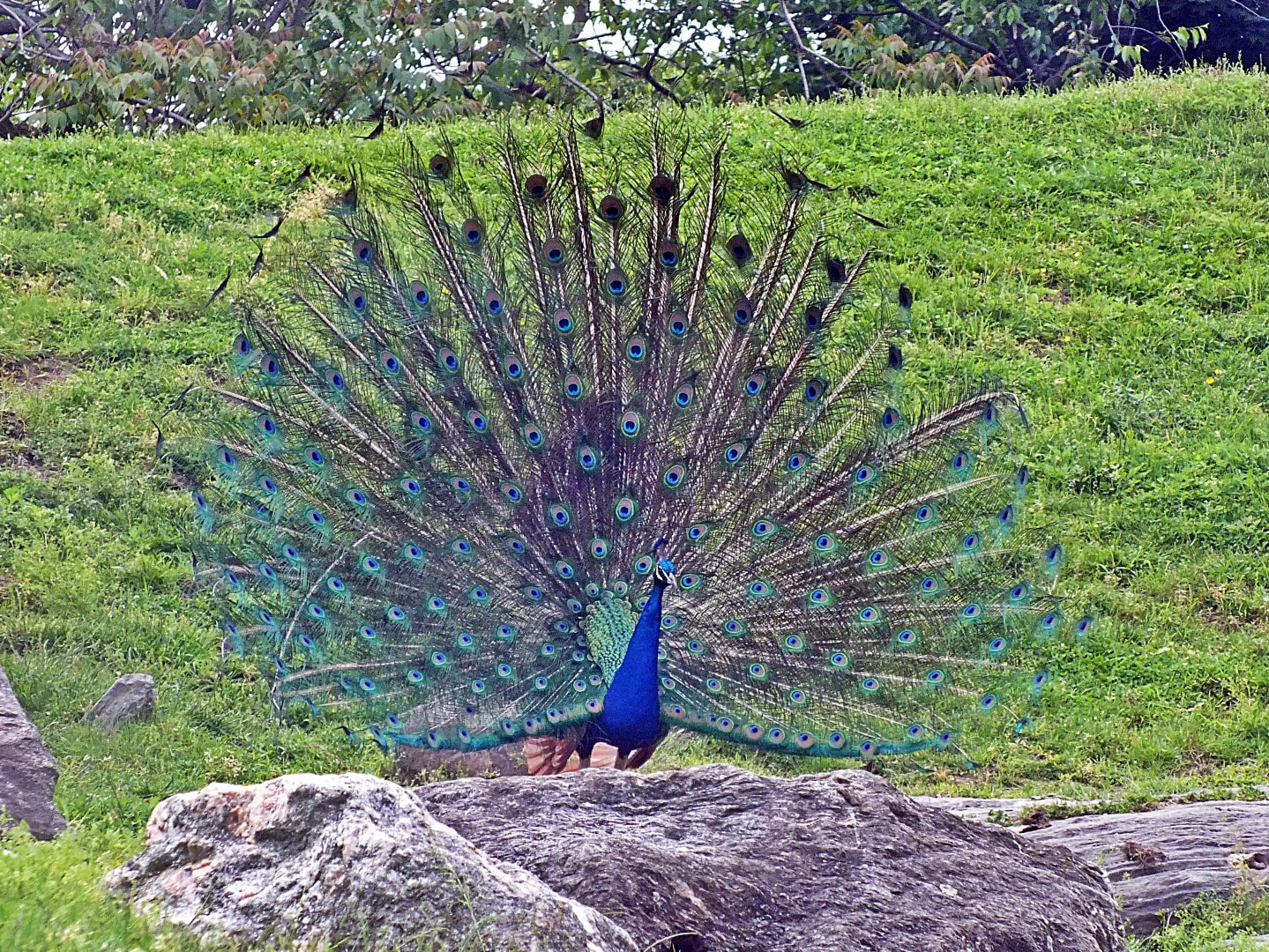 Male blue peafowl