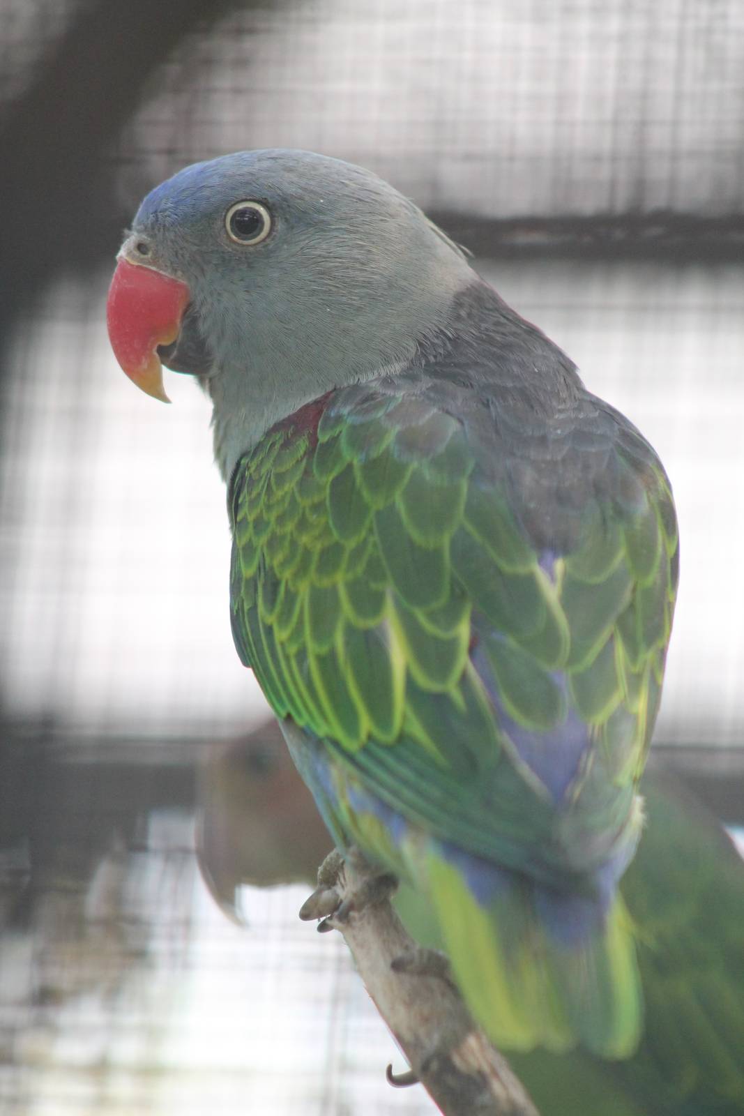 male blue-rumped parrot (Psittinus cyanurus)