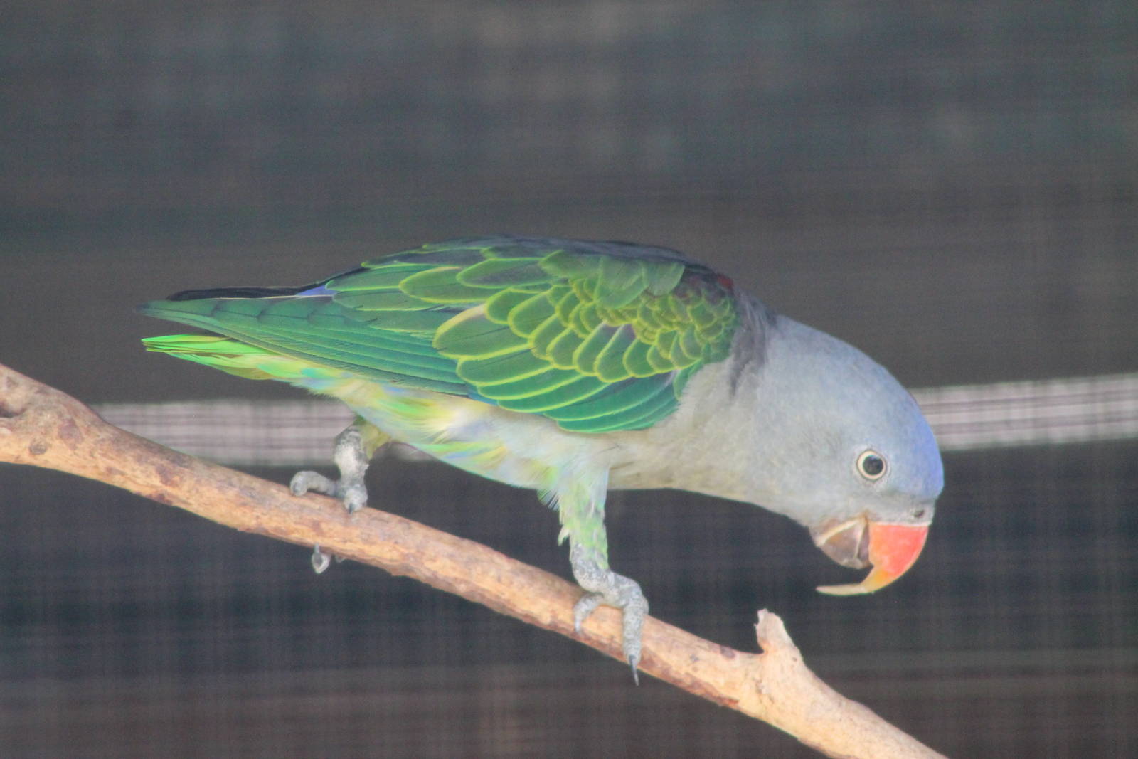 male blue-rumped parrot (Psittinus cyanurus)