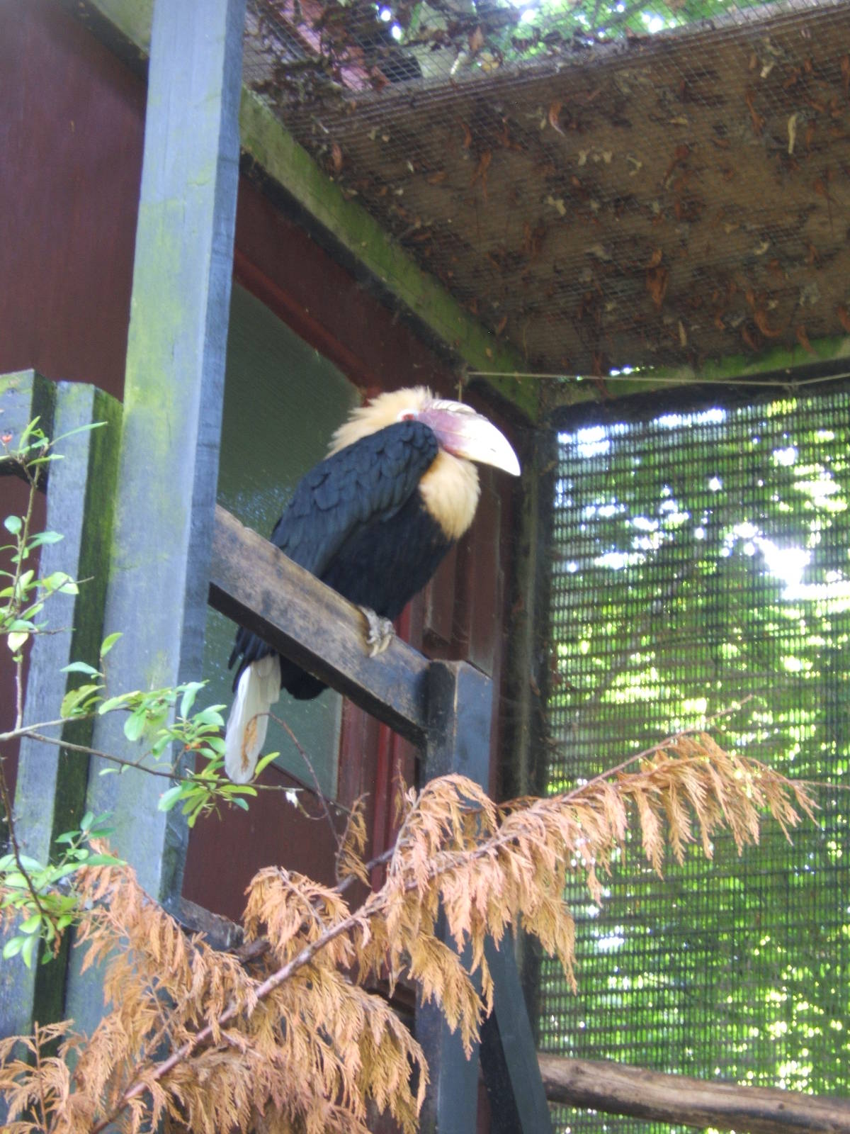 Male Blyth`s Hornbill