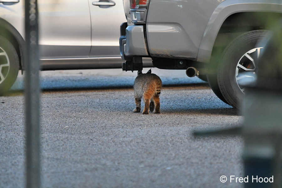 male bobcat kitten in parking lot