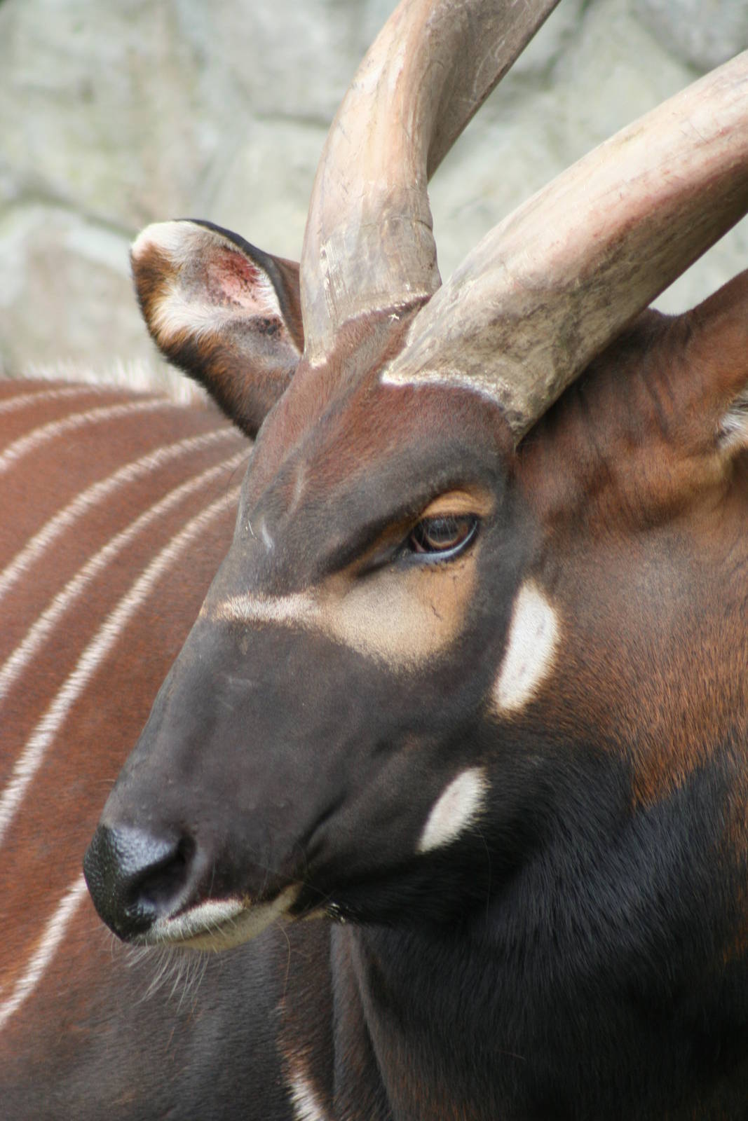 Male Bongo @ Edinburgh 20.10.2011