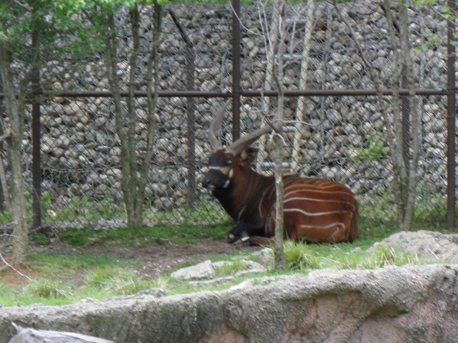 Male Bongo