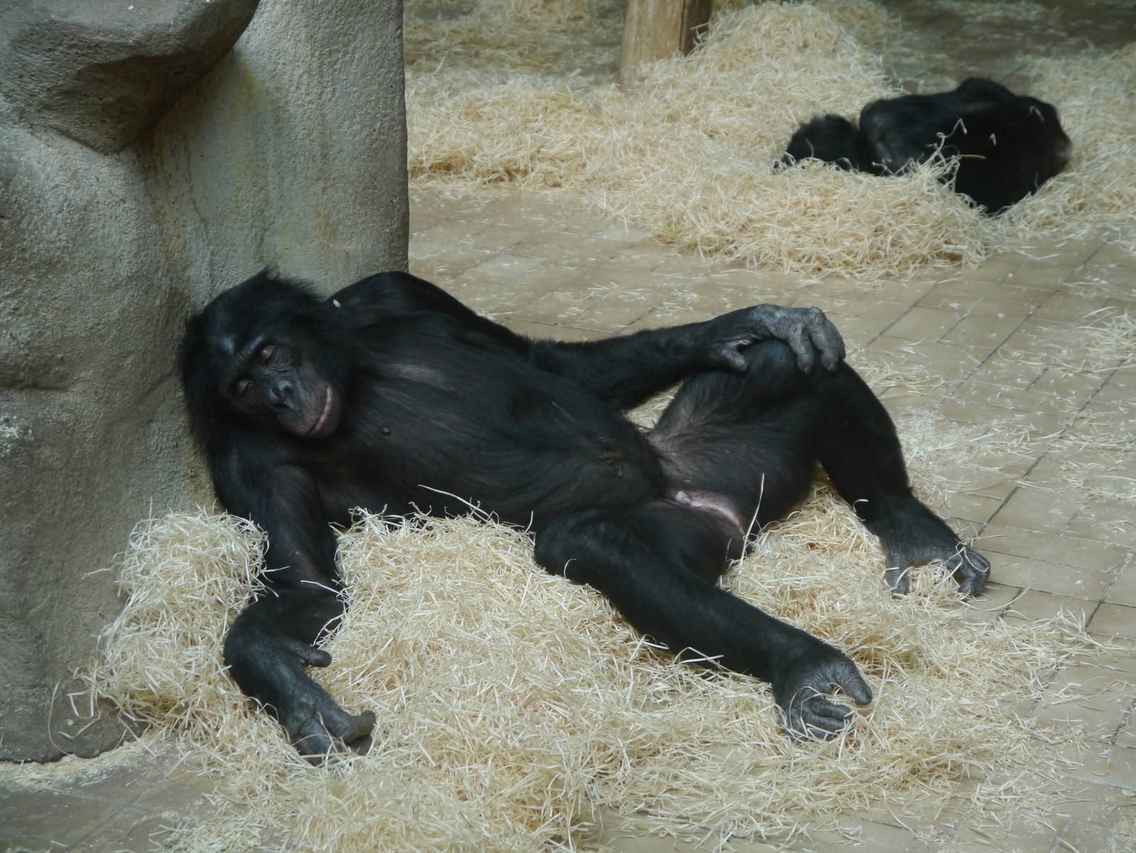 Male Bonobo - 28/4/2013