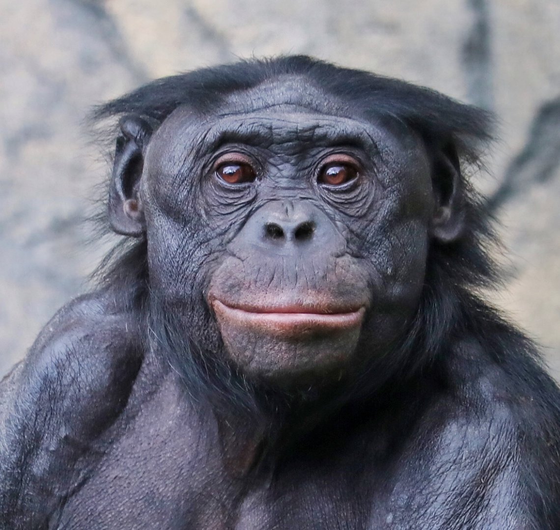 Male Bonobo Erin- 26 years old