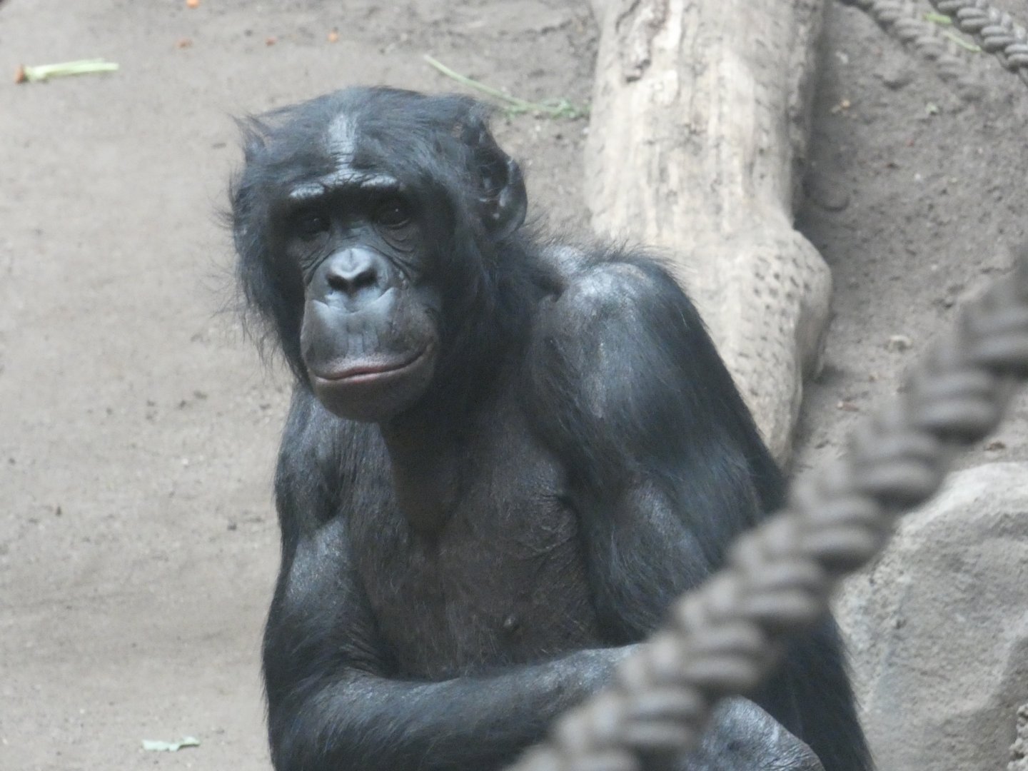 Male Bonobo 'Joey'