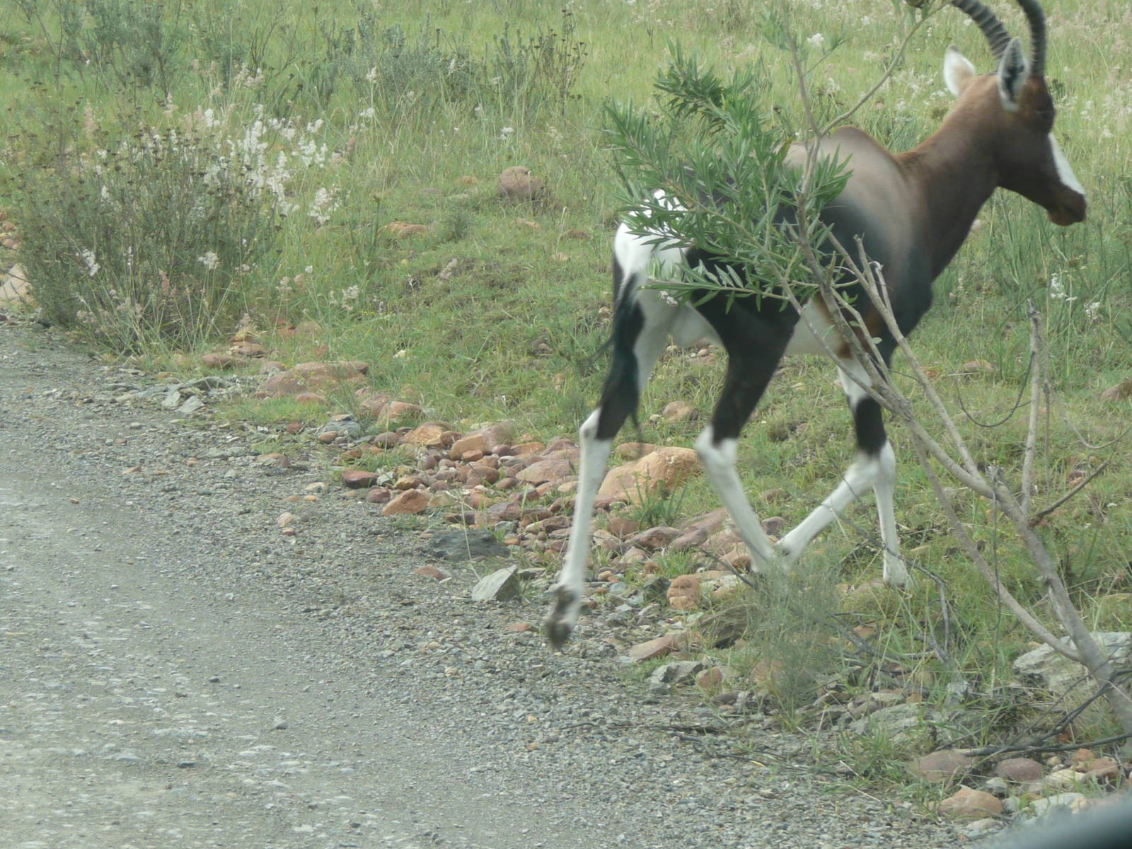 Male Bontebok