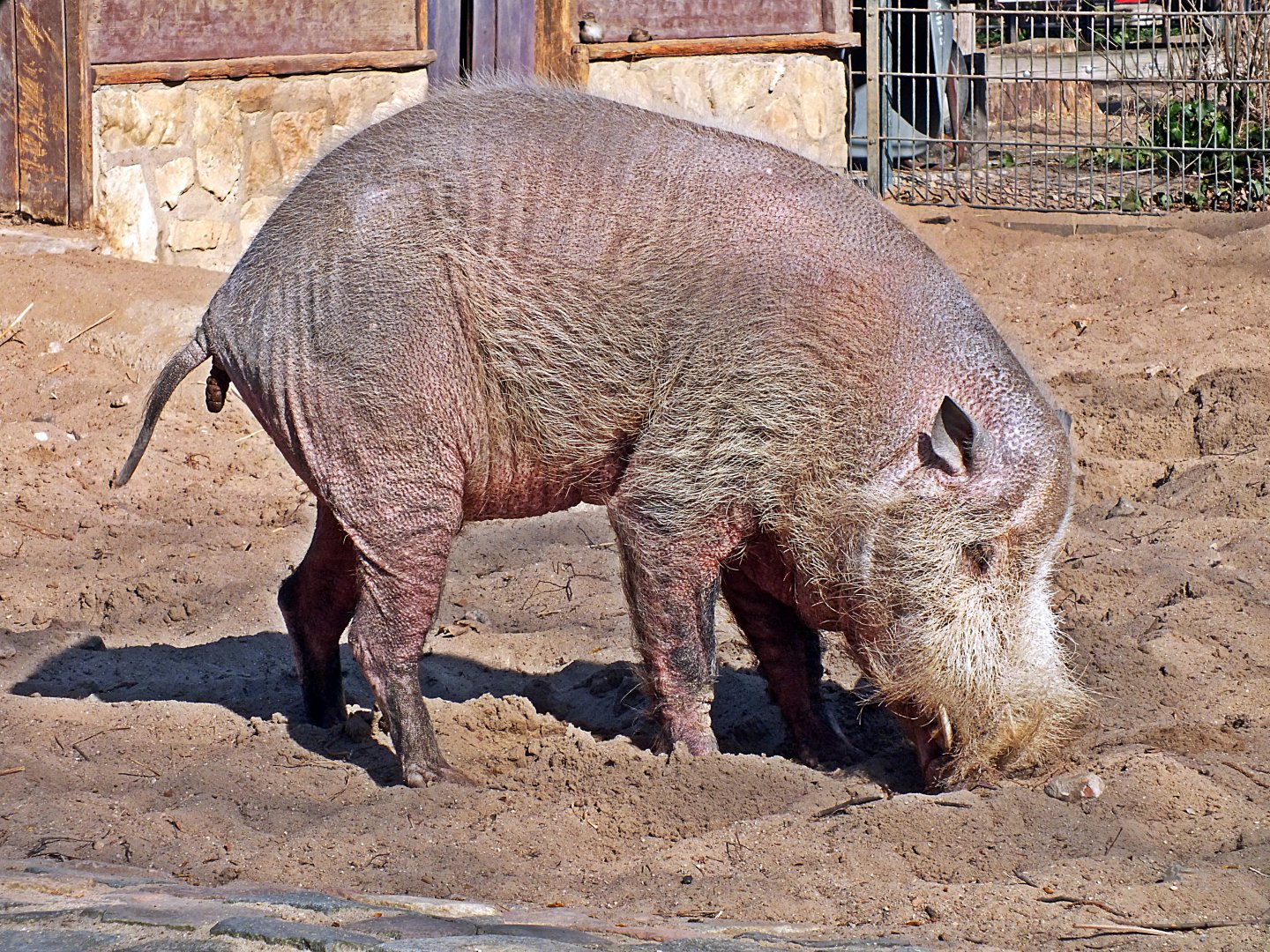 Male Bornean bearded pig