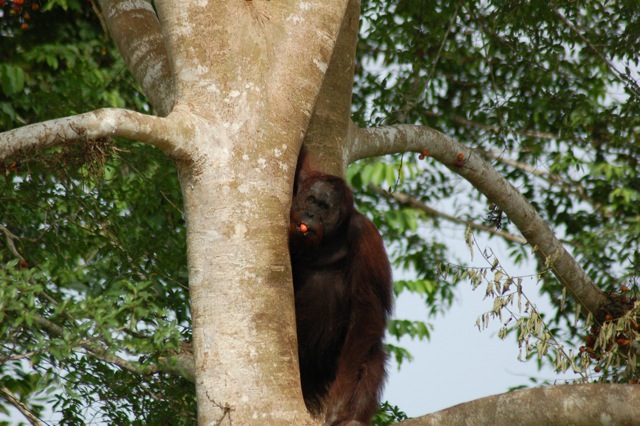 Male bornean orang-utan
