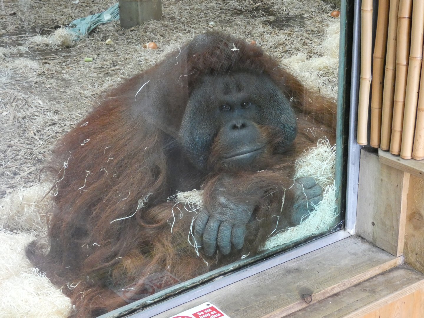 Male Bornean orang-utan