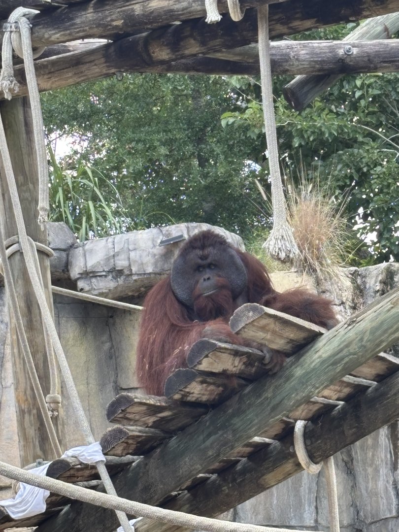 Male Bornean Orangutan - 5/27/2025