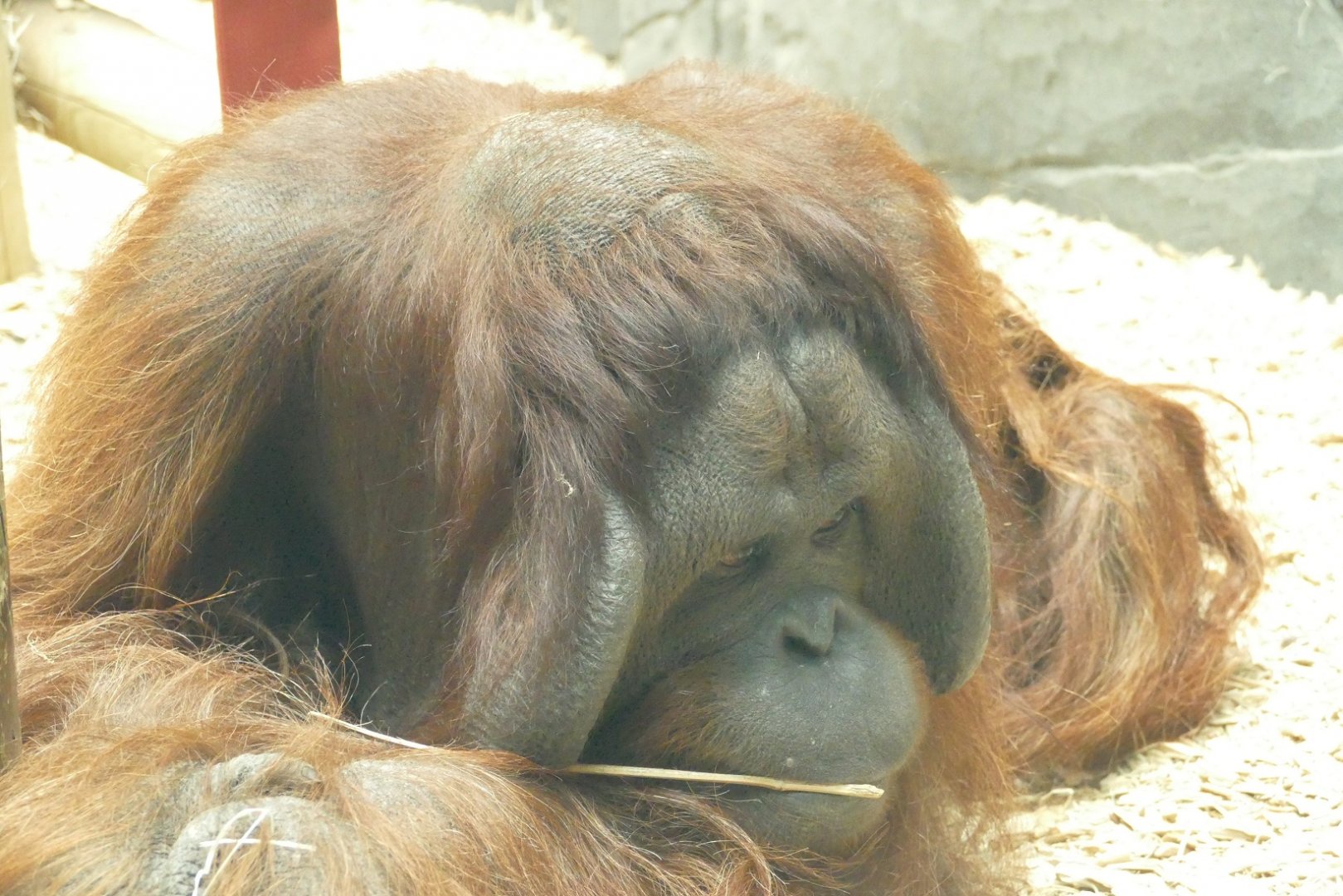 Male Bornean orangutan, April 2022