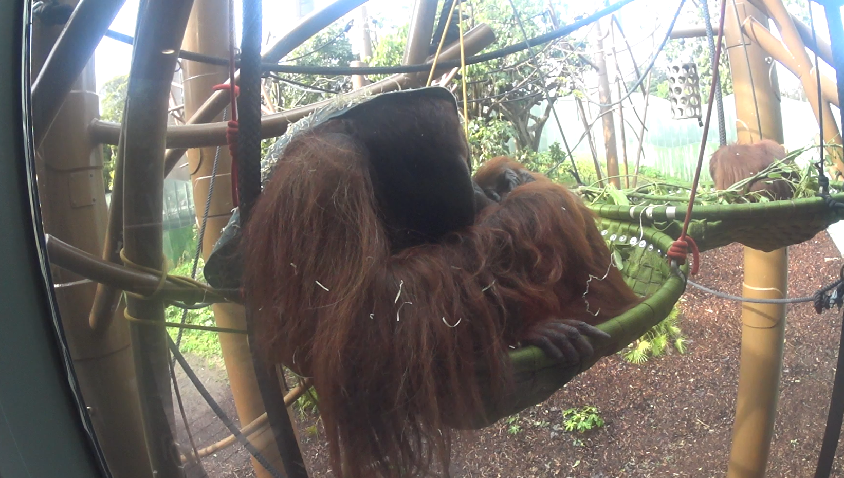 Male Bornean Orangutan, Charlie