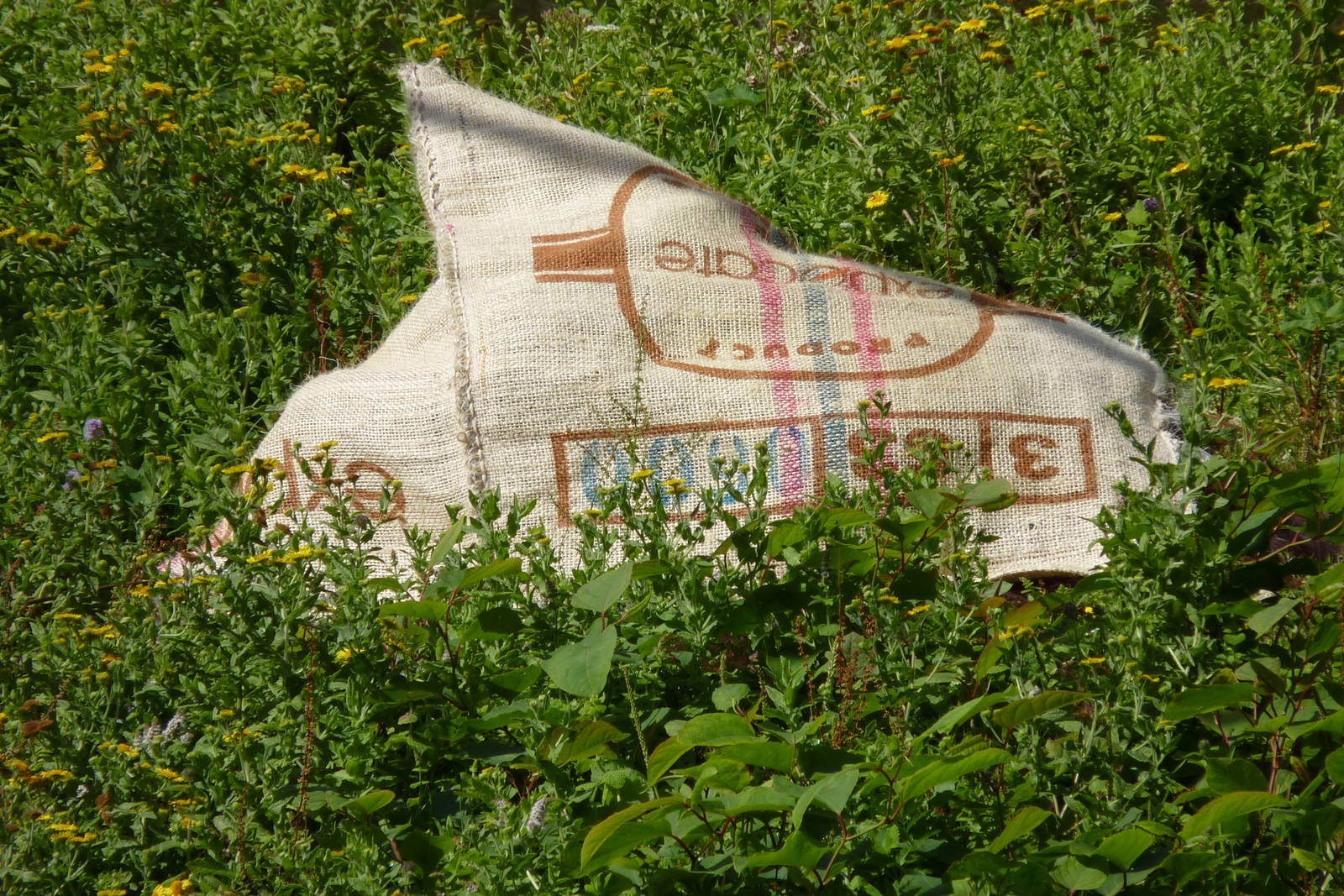 Male Bornean Orangutan, Demo. 13 August 2014