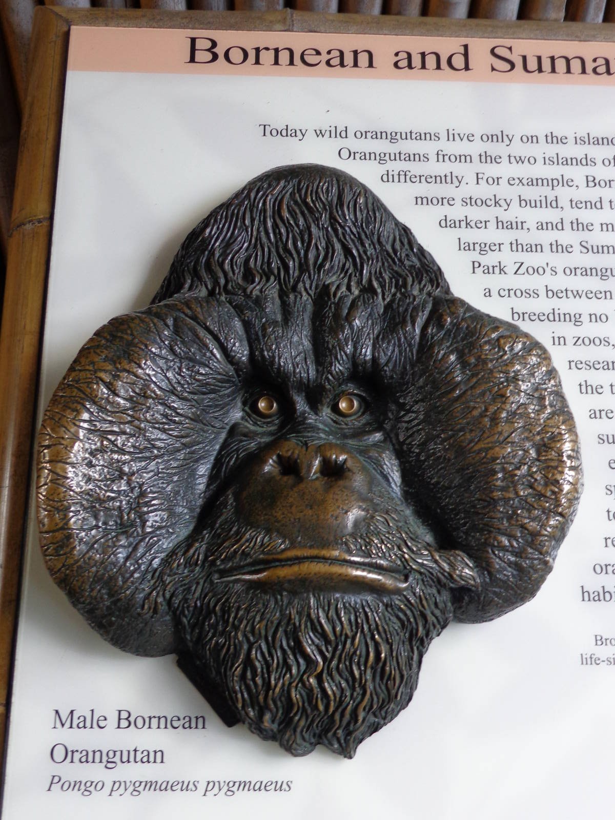 Male Bornean Orangutan -- Facial Detail