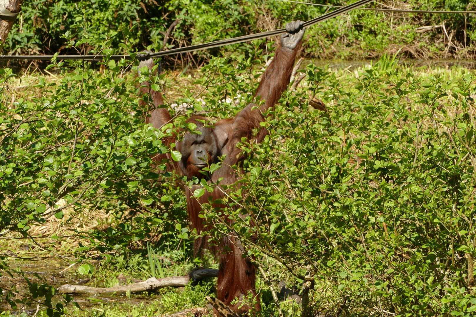 Male Bornean orangutan, May 2021