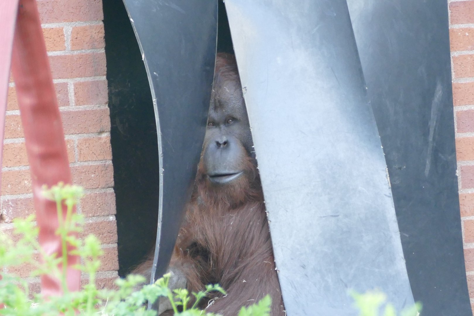 Male Bornean orangutan, May 2022