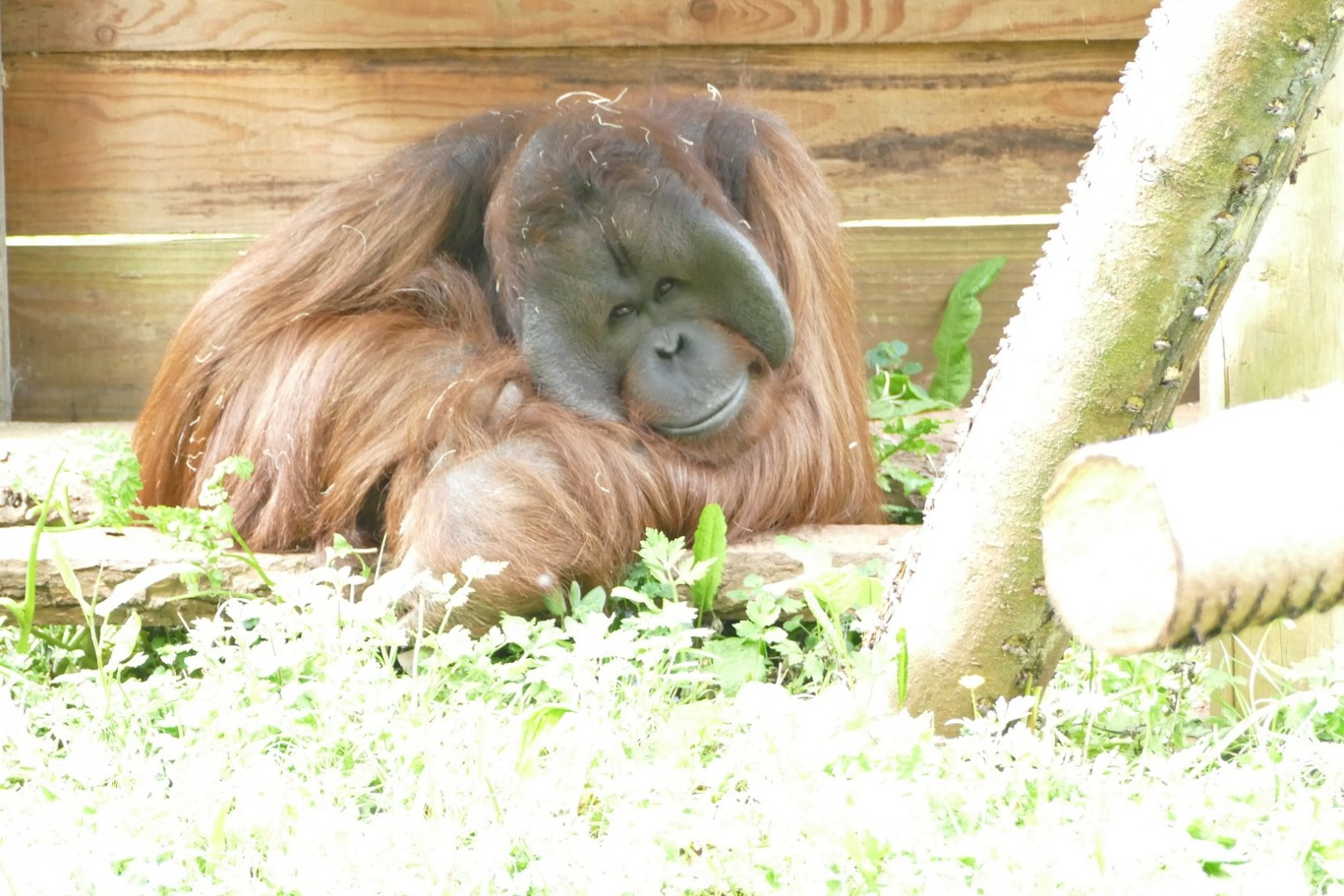 Male Bornean orangutan, May 2022