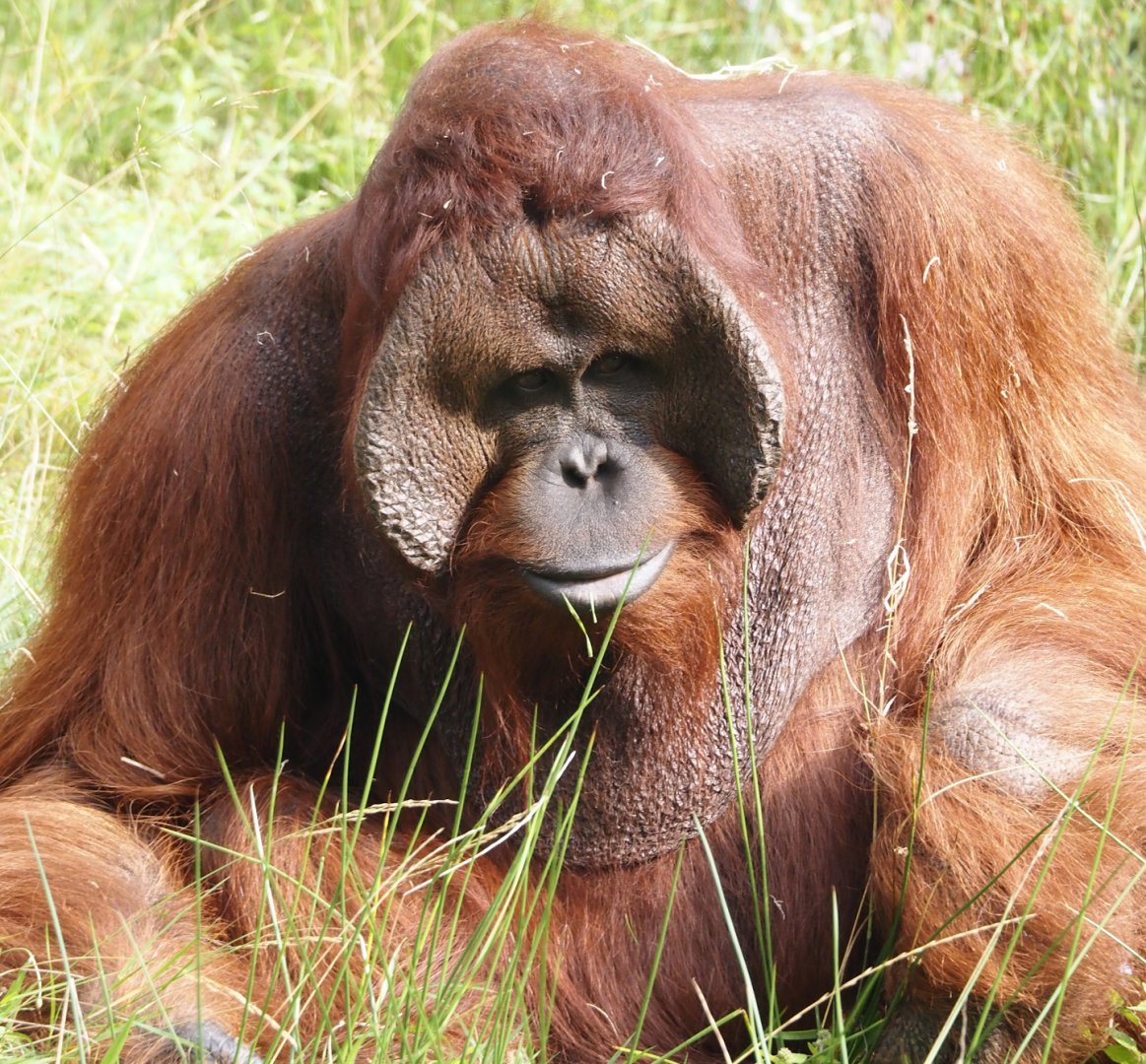 Male Bornean orangutan (Pongo pygmaeus), 2024-08-18