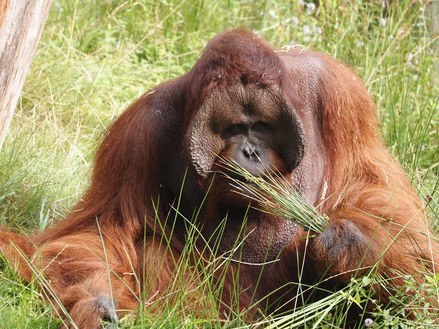 Male Bornean orangutan (Pongo pygmaeus), 2024-08-18