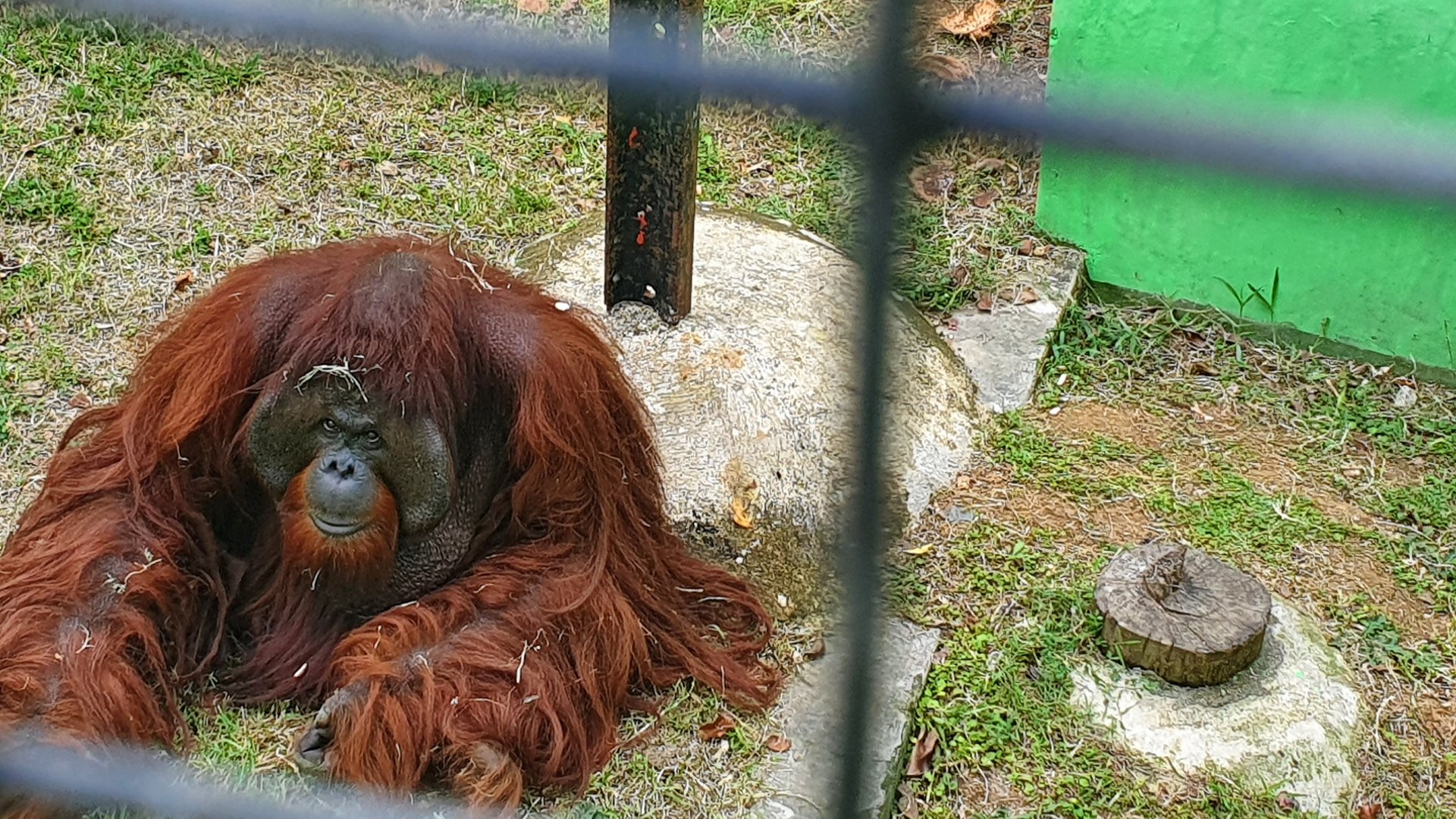 Male Bornean Orangutan (Pongo pygmaeus) - Taru Jurug Zoo