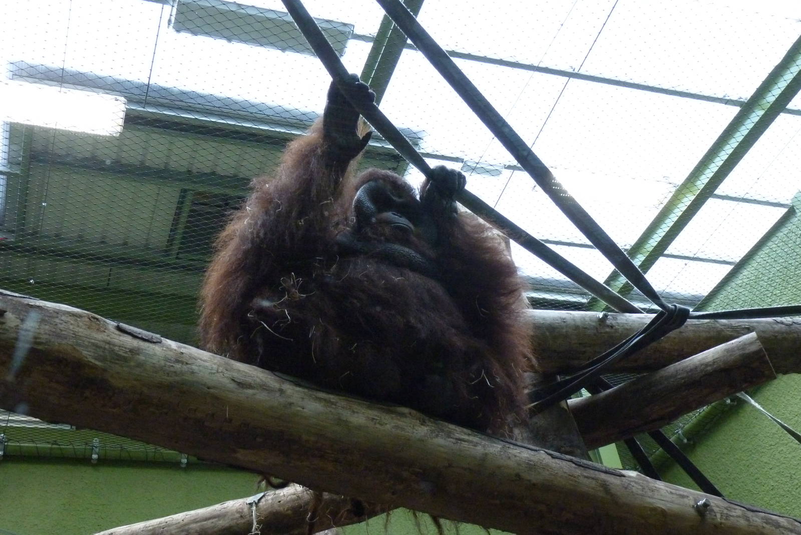 Male Bornean Orangutan, September 2016