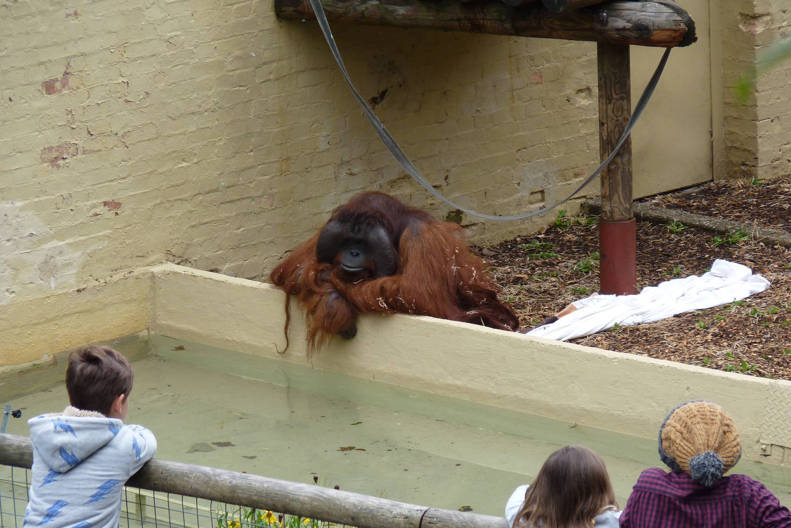 Male Bornean Orangutan, September 2016