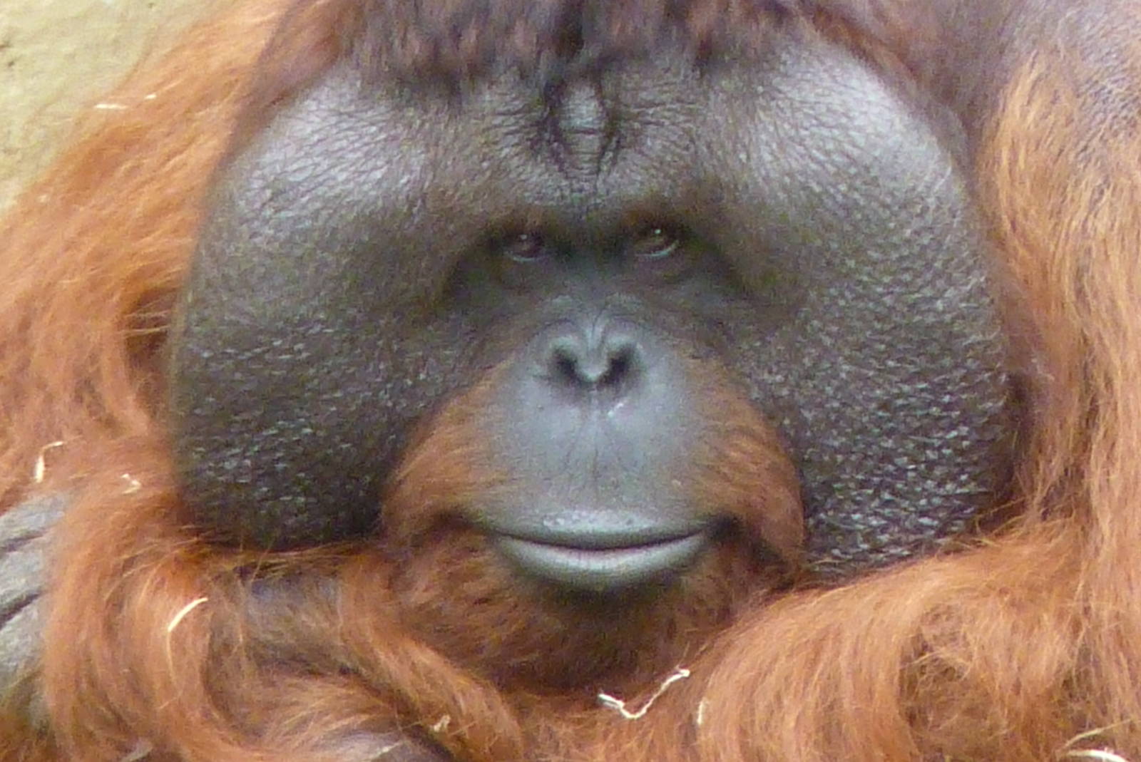 Male Bornean Orangutan, September 2016