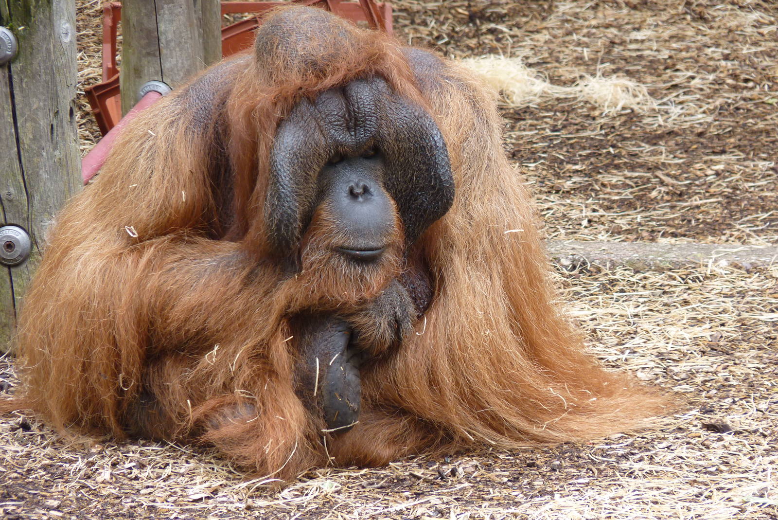 Male Bornean Orangutan, September 2016