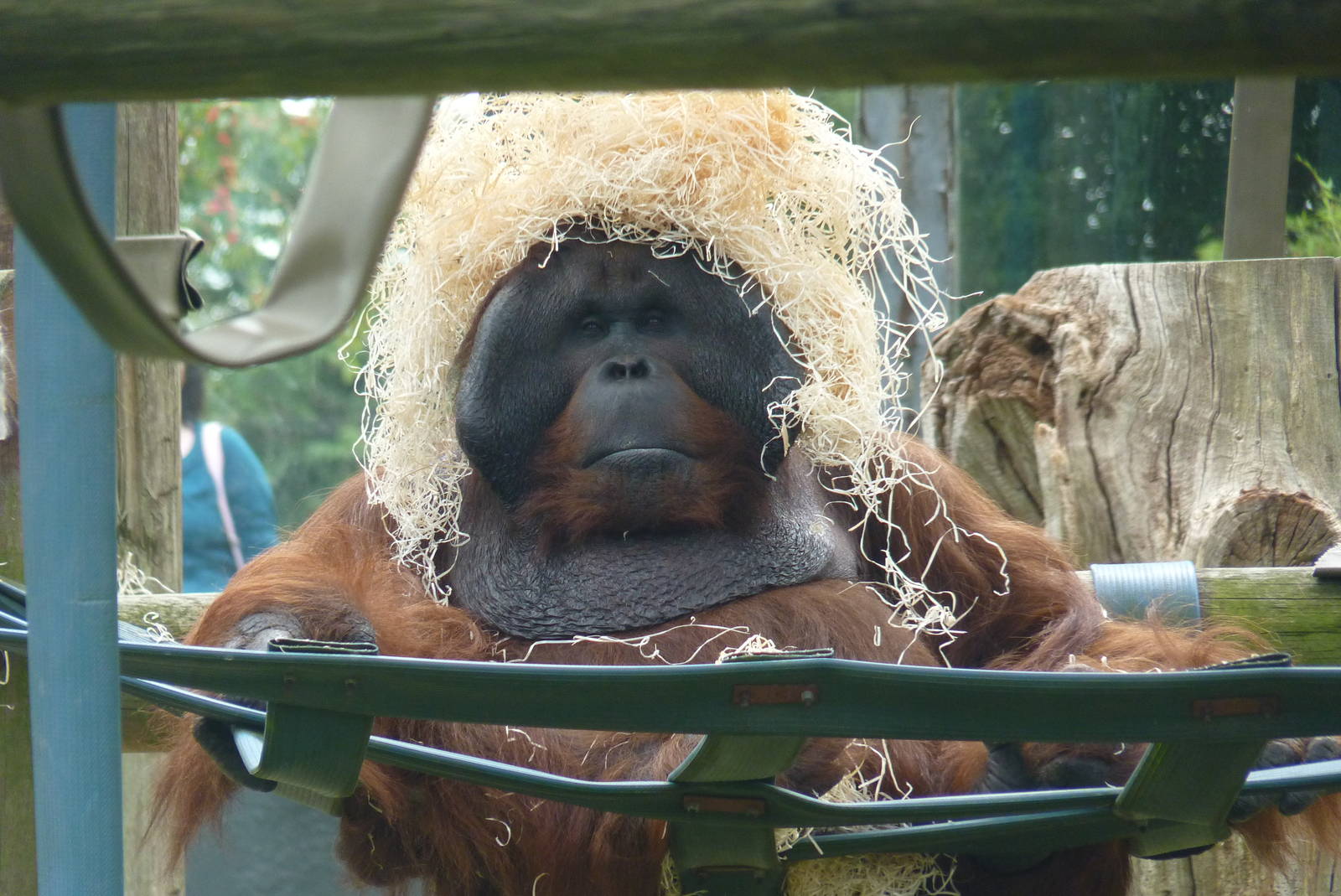 Male Bornean Orangutan, September 2016