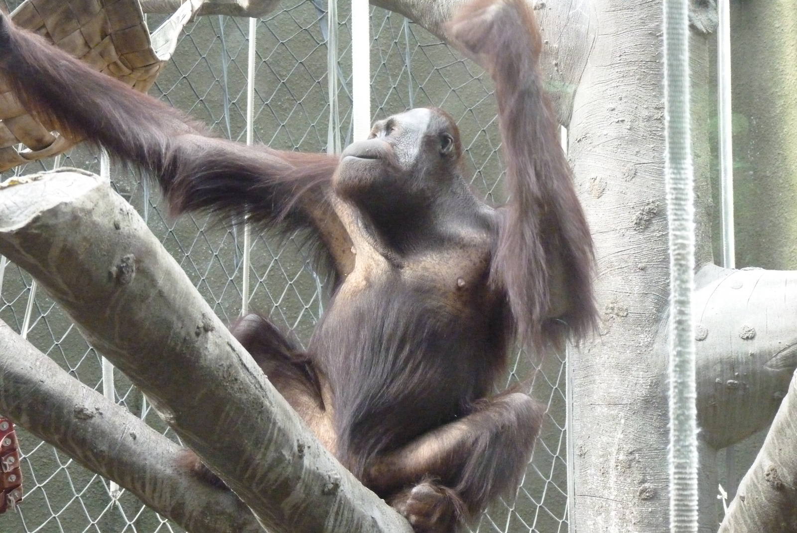 Male Bornean Orangutan, September 2016