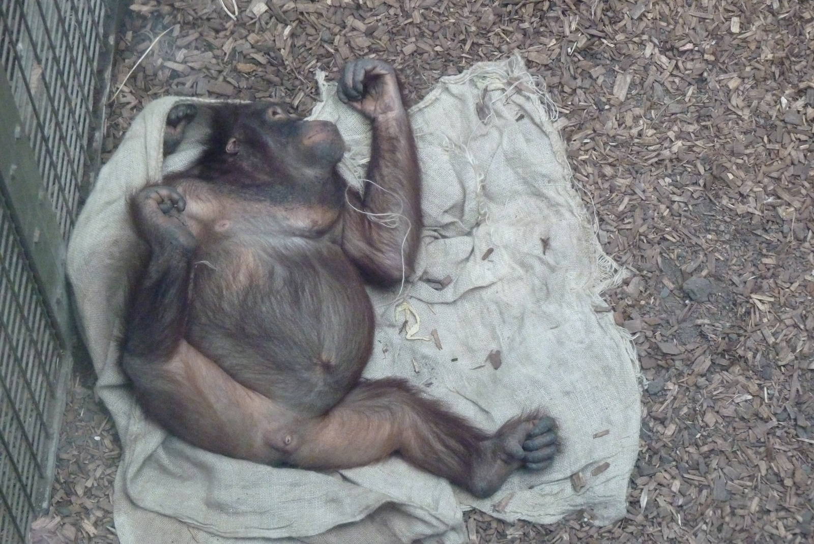Male Bornean Orangutan, September 2016