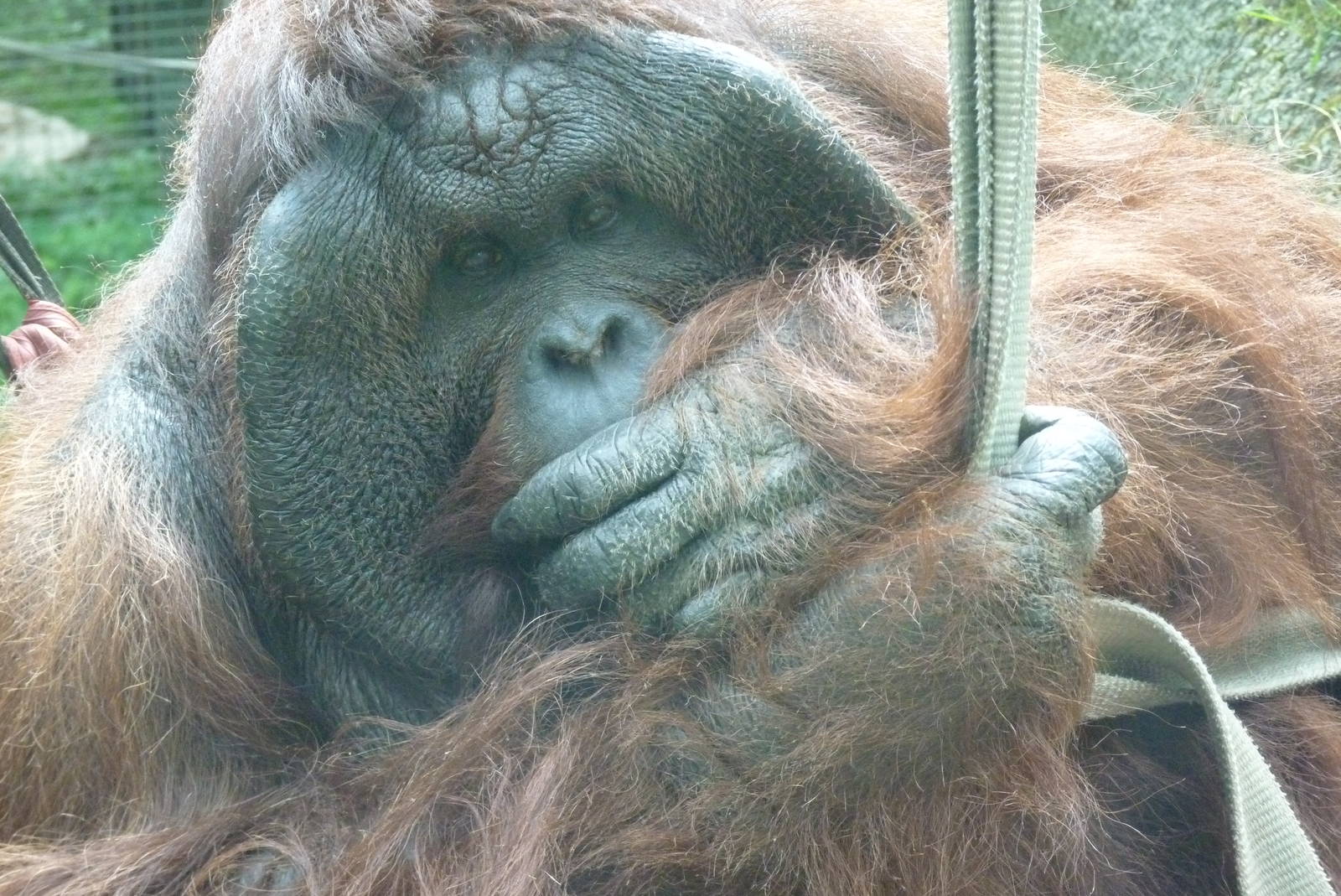 Male Bornean Orangutan, September 2016