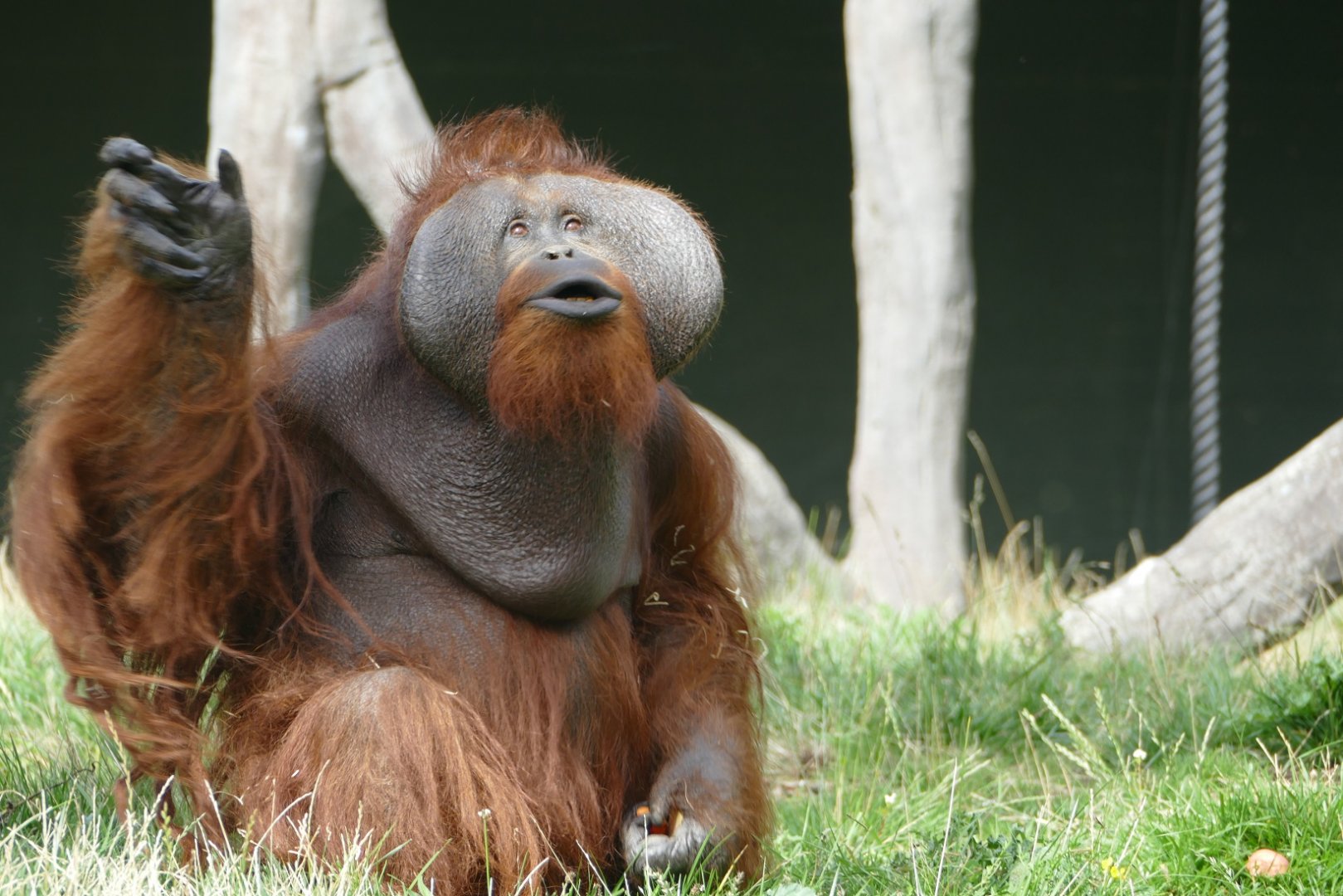 Male Bornean orangutan, September 2018