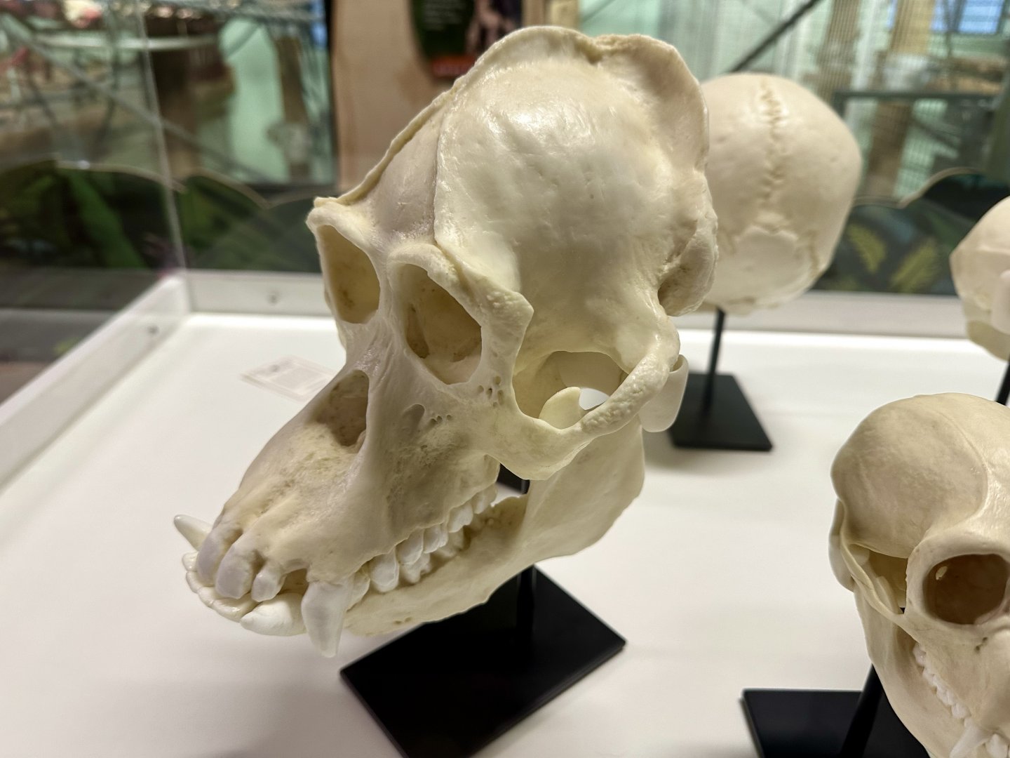 Male Bornean Orangutan Skull