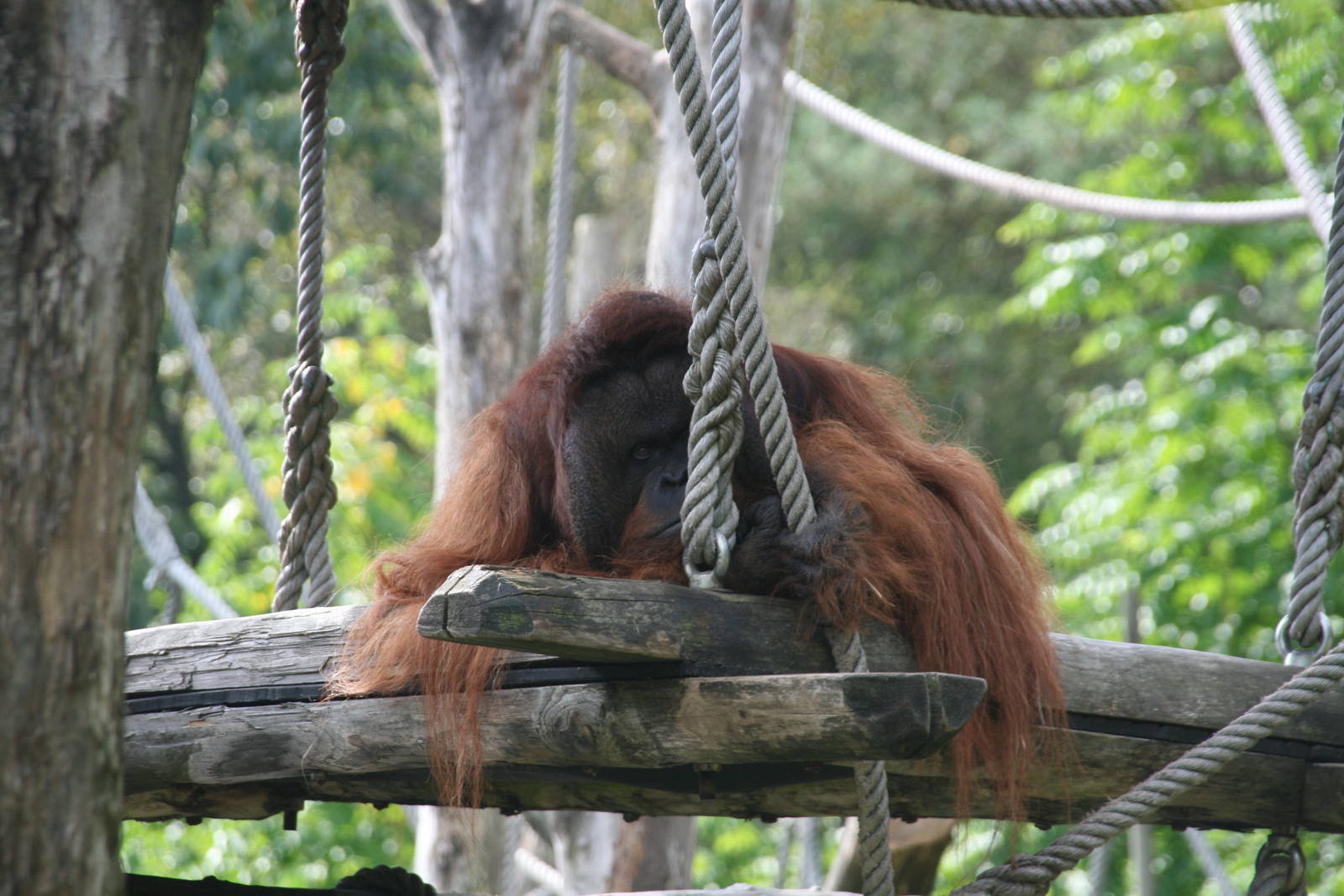 male Bornean orangutan