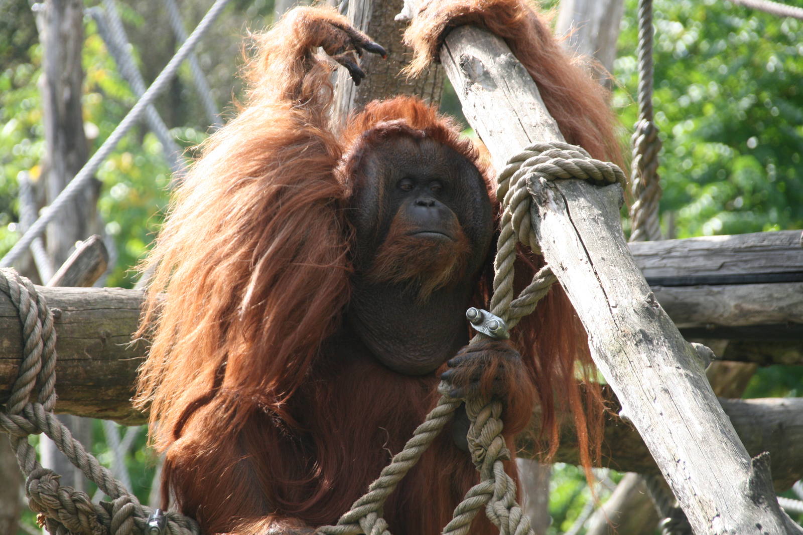 male Bornean orangutan