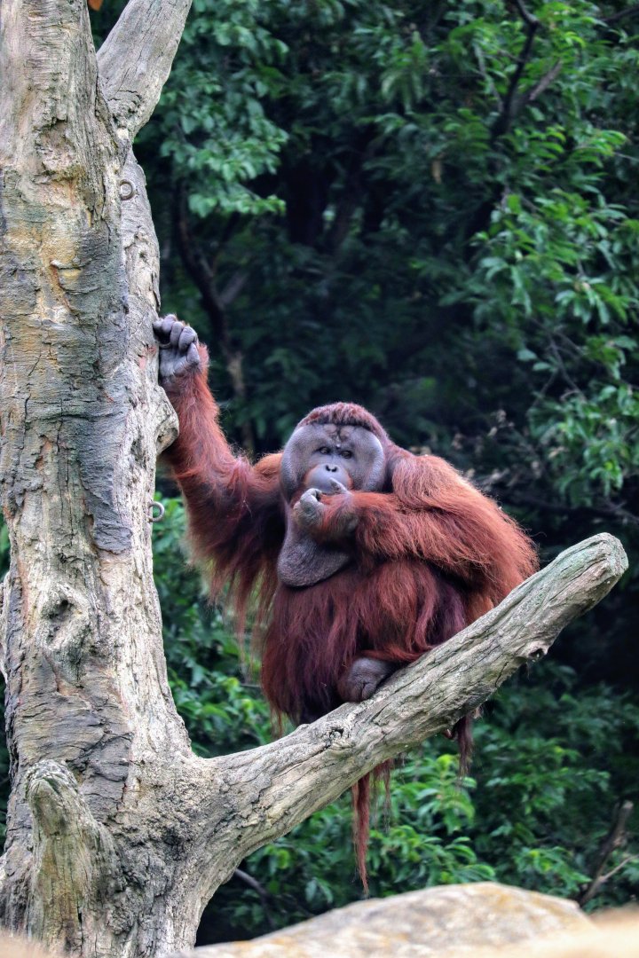 Male Bornean Orangutan