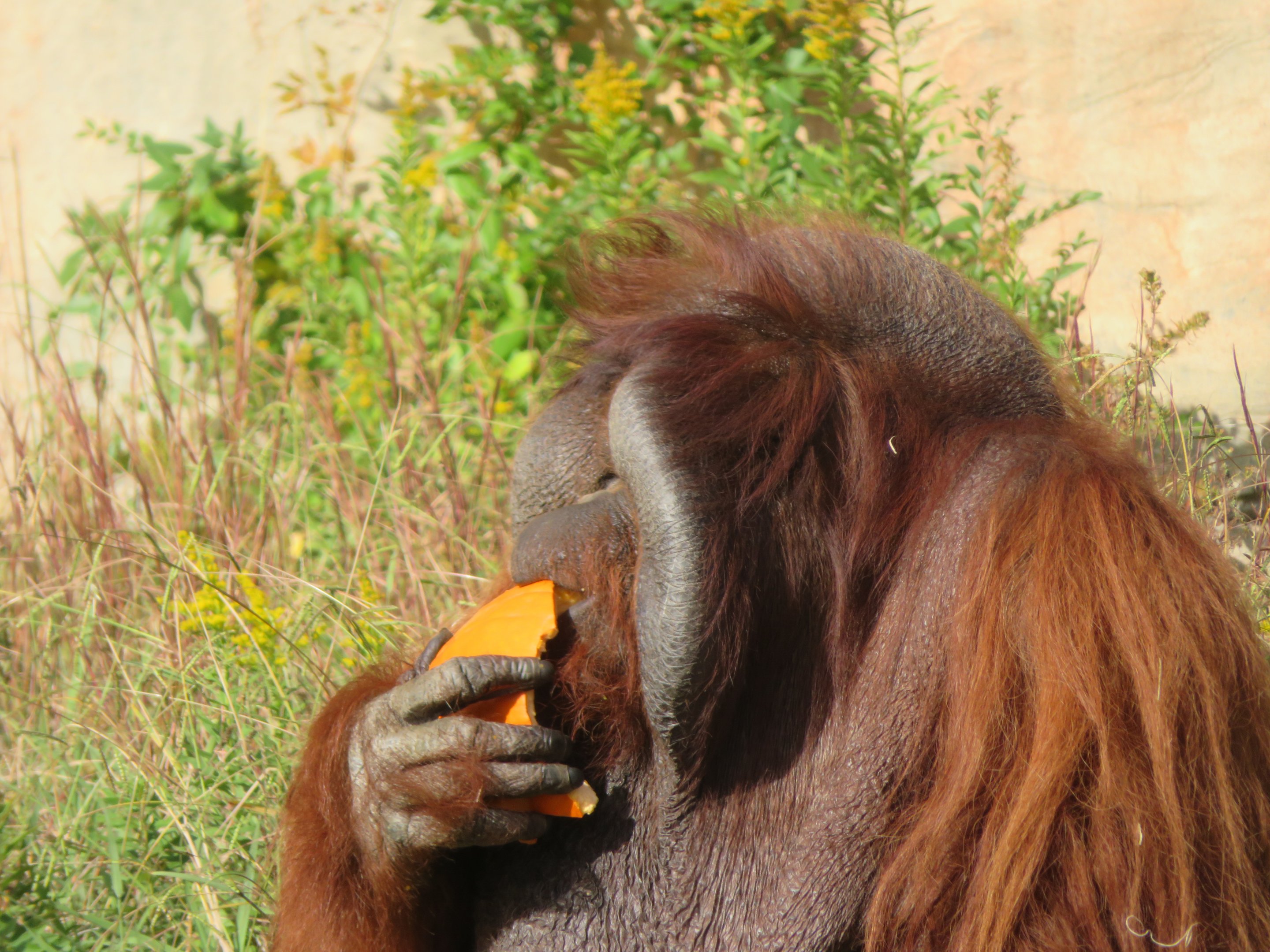 Male Bornean Orangutan