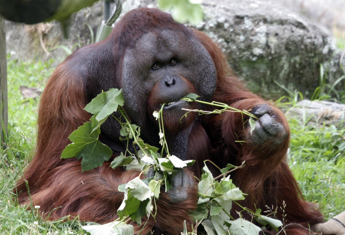 Male Bornean Orangutan