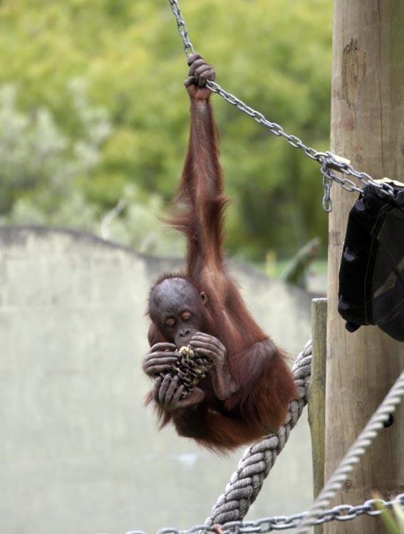 Male Bornean Orangutan